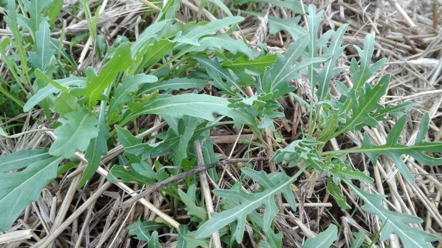 Kako uzgojiti njeno veličanstvo - rukolu?