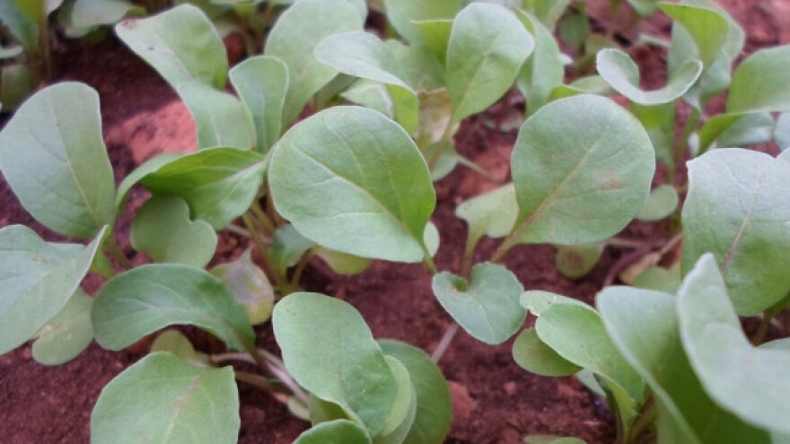 Uzgoj rukole unosan posao