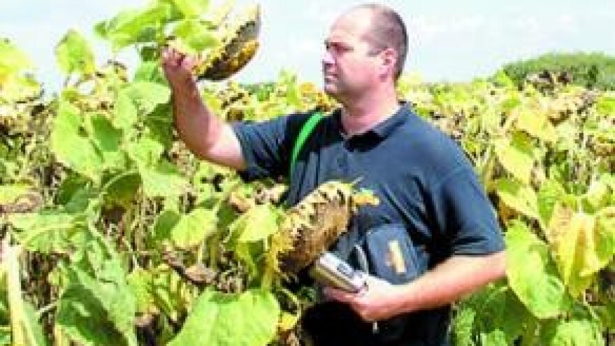 Kihanje burzi - viroza za proizvodnju hrane