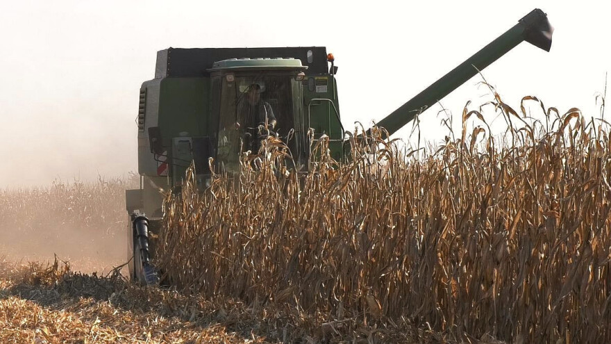 Pioneer hibridi kukuruza u Sremu - prinosi govore za sebe