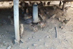 Fazančići napreduju - od štetočina ih čuva morka