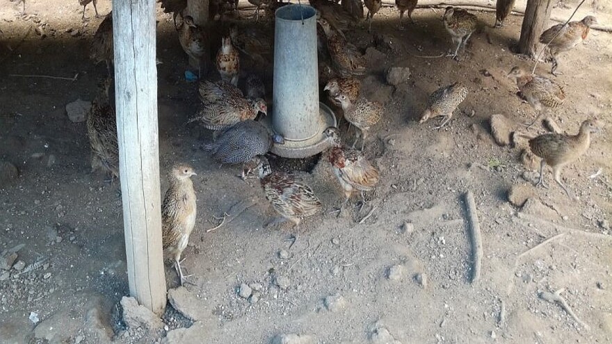 Fazančići napreduju - od štetočina ih čuva morka