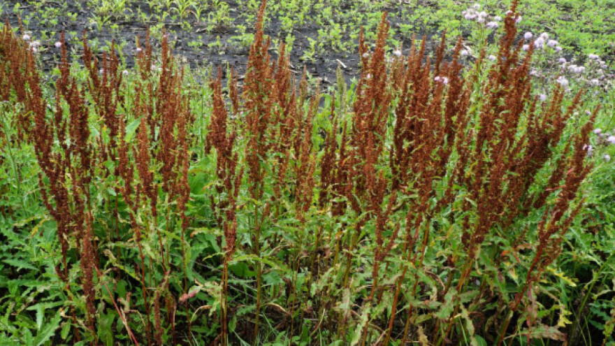 Štavelj - korov, ljekovita biljka i insekticid