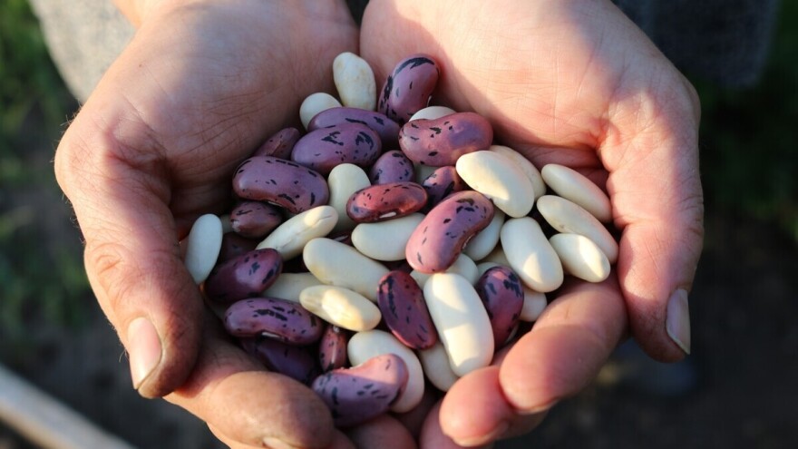 Može li biofortifikacija rešiti problem neuhranjenosti kod ljudi?