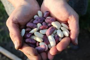 Može li biofortifikacija riješiti problem pothranjenosti ljudi?