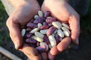 Može li biofortifikacija riješiti problem pothranjenosti ljudi?