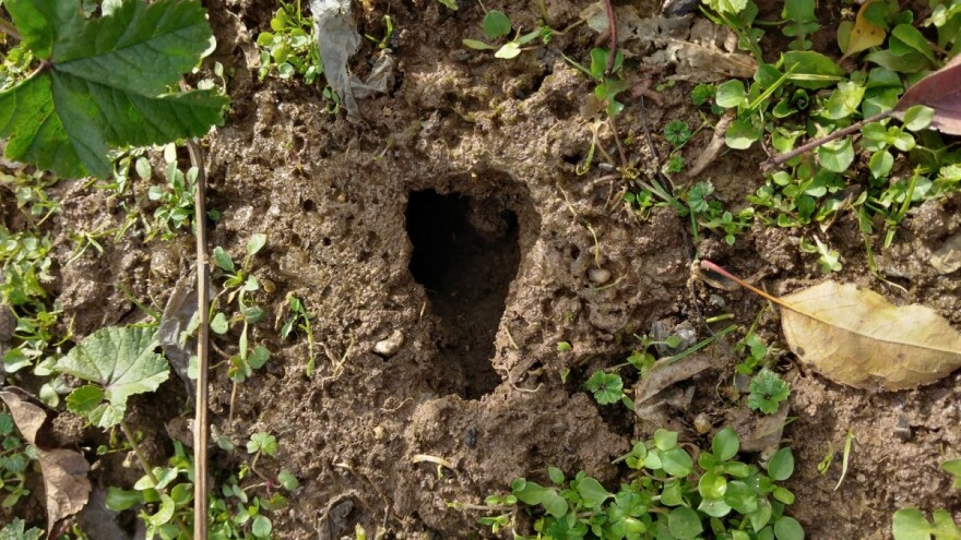 Poljski miš i voluharice prave štete u jabučnjacima