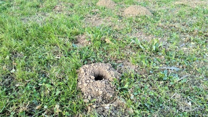 Ukoliko niste, vrijeme je da djelujete protiv glodara