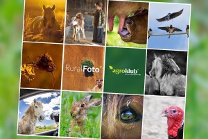 RuralFoto: Evo najboljih 10 fotografija iz kategorije #životinje