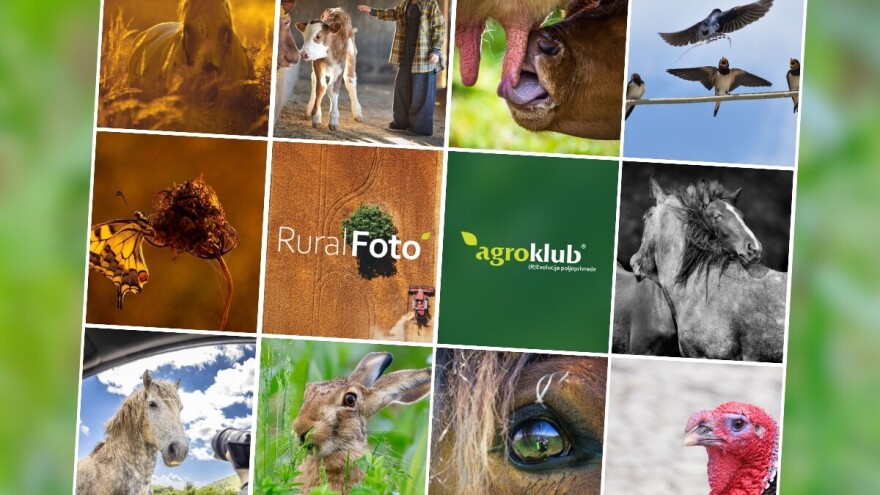 RuralFoto: Evo najboljih 10 fotografija iz kategorije #životinje