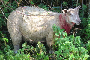 Puštaju pse da naganjaju i ozljeđuju stoku, farmeri broje velike štete