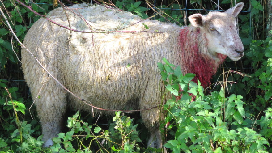 Puštaju pse da naganjaju i ozljeđuju stoku, farmeri broje velike štete