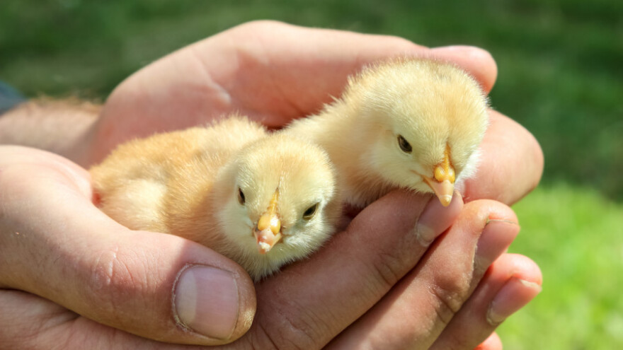 Izmjene i dopune Pravilnika o provedbi mjere 4