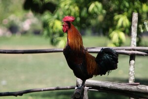 Odobreno 724.140 KM za sufinansiranje projekata ruralnog razvoja