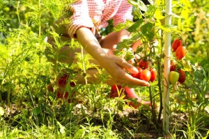 Ruralni razvoj - prilika za nezaposlene