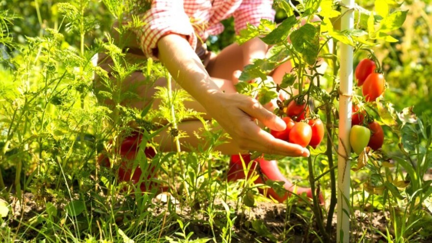 Ruralni razvoj - prilika za nezaposlene