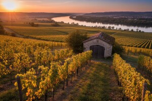 Rusi bi kupili vinograde i vinarije u okolici Batine