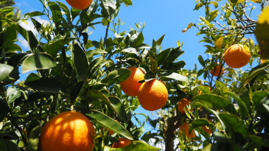 Nećete pšenicu? Nećemo ni mi vaše agrume!