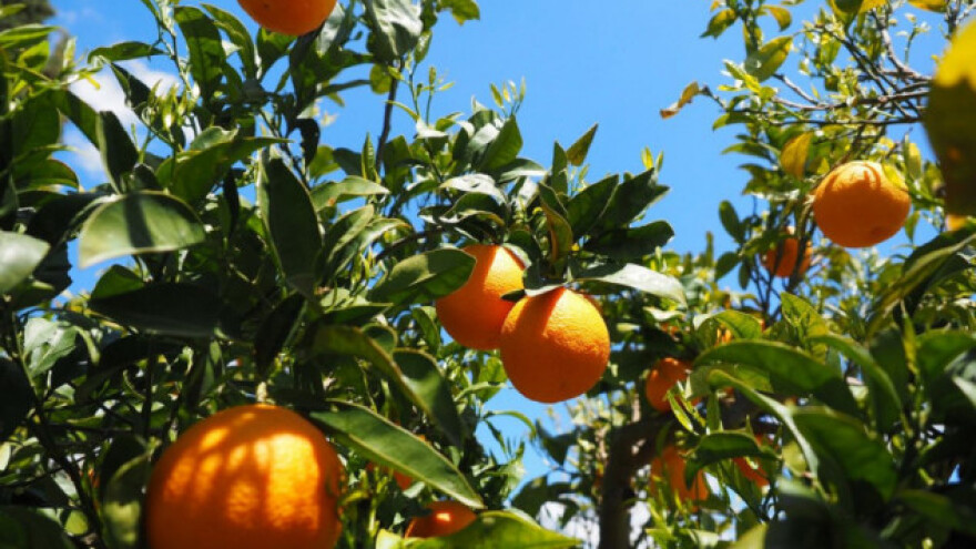 Nećete pšenicu? Nećemo ni mi vaše agrume!