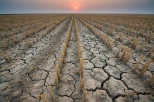 Rusija: embargo na izvoz pšenice