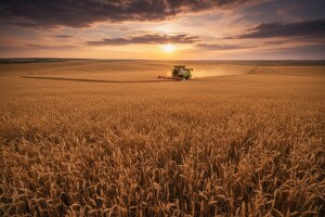 Rusija rekorder u proizvodnji žitarica