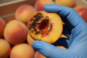 Rusija vratila 3 tone zaraženih breskvi iz Srbije