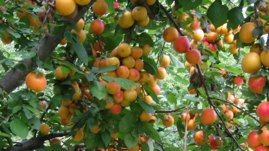 Započela berba ruske džanarike u Semberiji