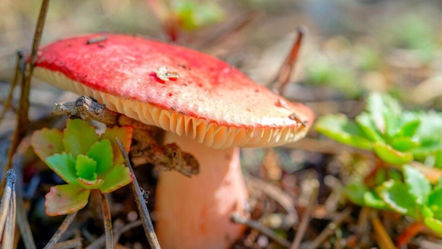 Crvena krasnica: Ljepša nego korisnija