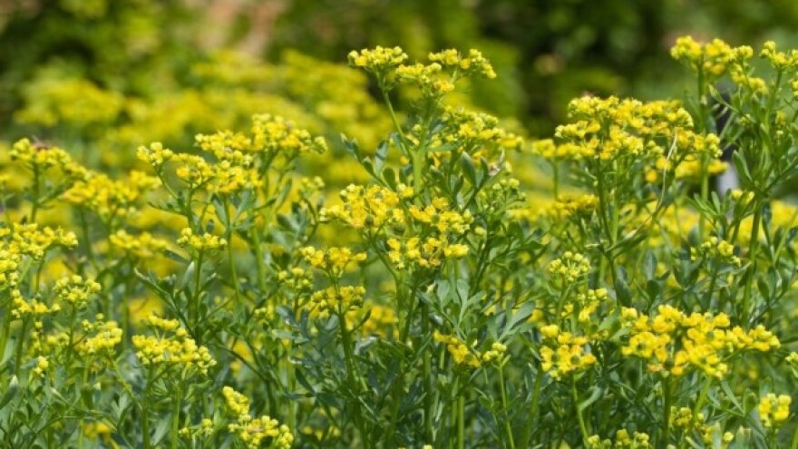 Ruta - i opasna i ljekovita