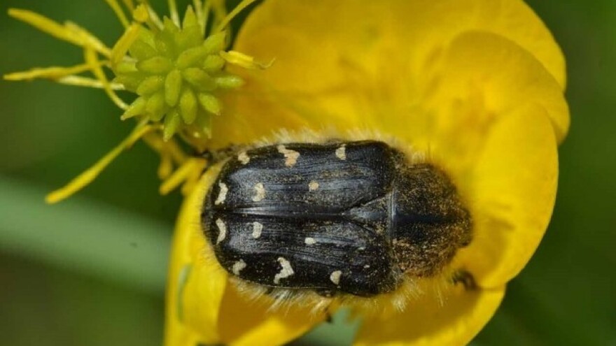 Mjere borbe protiv rutave bube