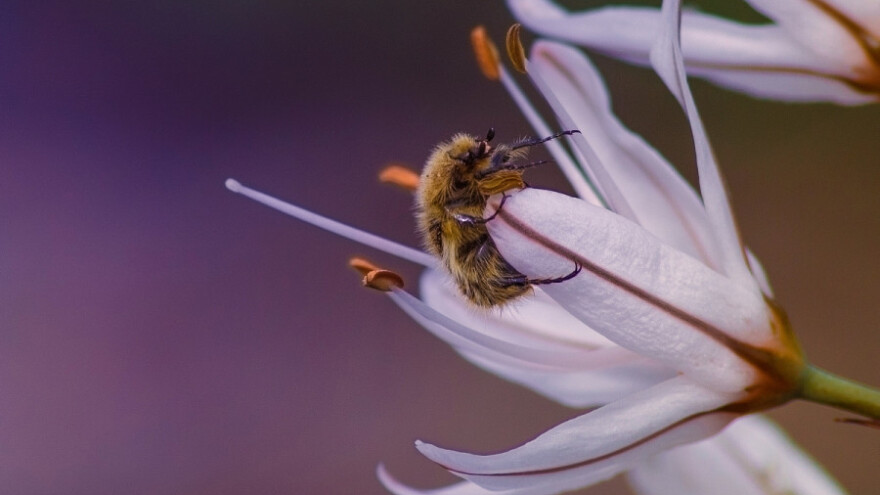 Rešite se rutave bube bez insekticida!