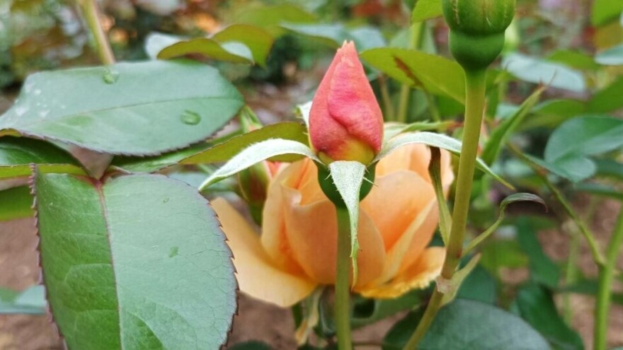 Kako ruže očuvati zdravim?