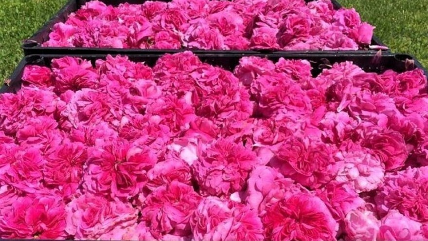 Domaće slatko od ruža uvijek ima dobru tražnju na tržištu