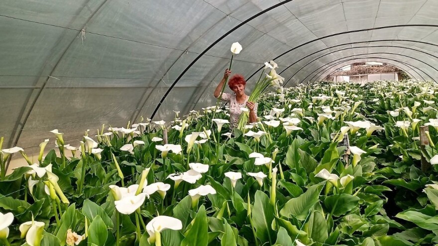 Ko je Ruža među kalama?