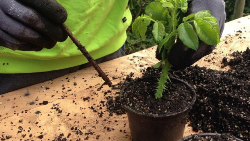 Ruže - jesenje razmnožavanje reznicama