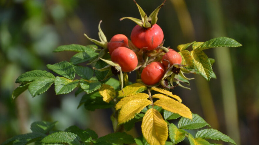 Kako razmnožiti ruže iz sjemena?