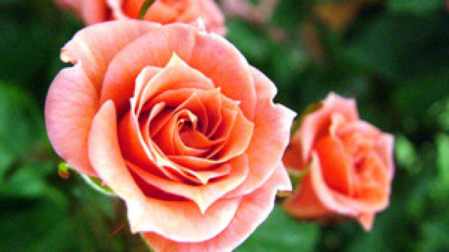 Cvjećarima ne cvjetaju ruže