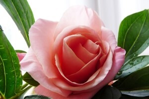 Sajam Flora u Sloveniji
