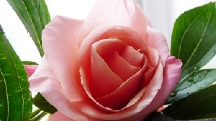 Sajam Flora u Sloveniji