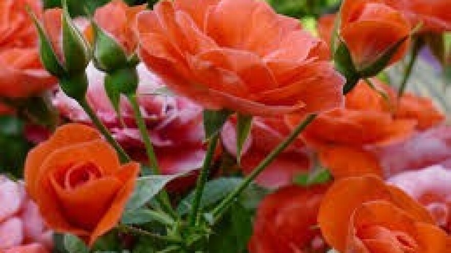 I ruže napadaju bolesti