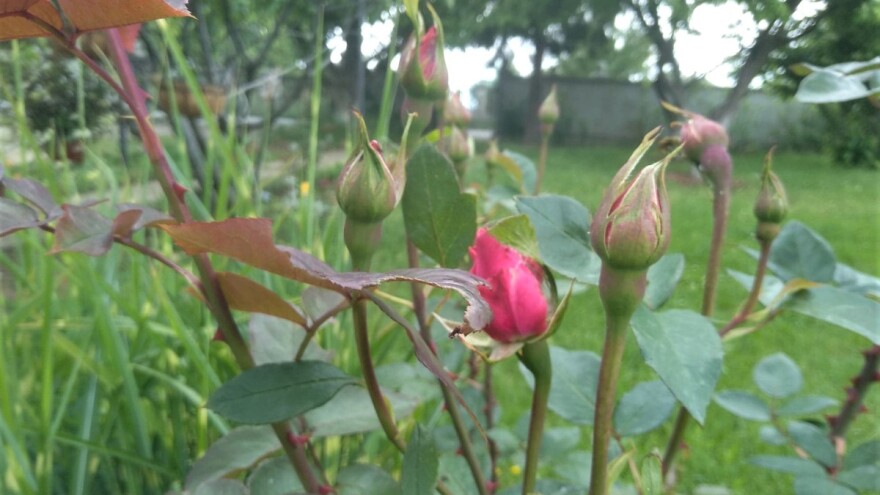 Kako prepoznati bolesti i štetočine ruža i čime ih zaštititi?