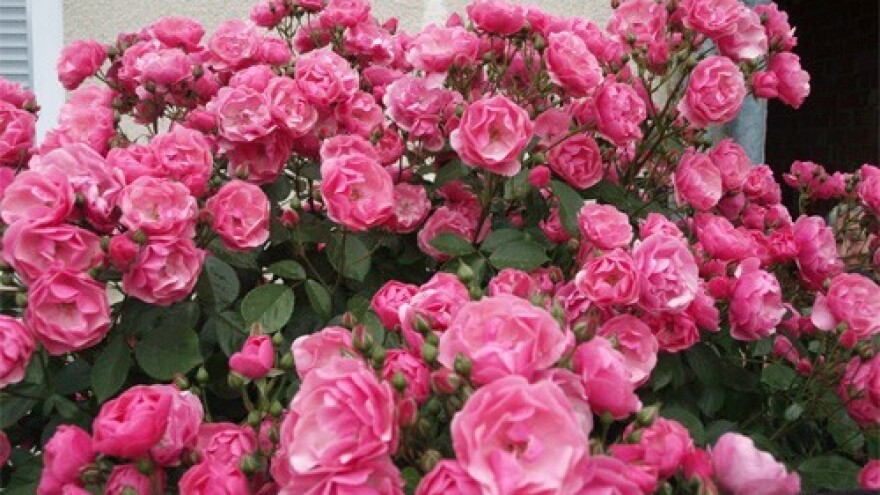 Kako cvijeće održati zdravim i lijepim?