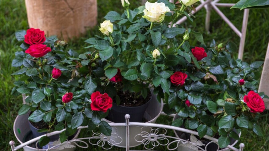 Uzgoj mini ruža u posudama - jednostavno i dekorativno