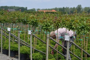 Korisnik ste programa potpore u sektoru biljne proizvodnje? Ovo su vaše obveze