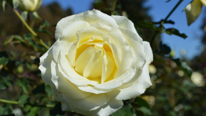 Kako pripremiti ruže za zimu?