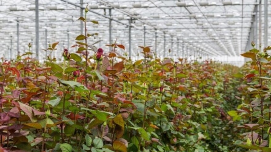 Izumiru crne ruže s obale Eufrata?