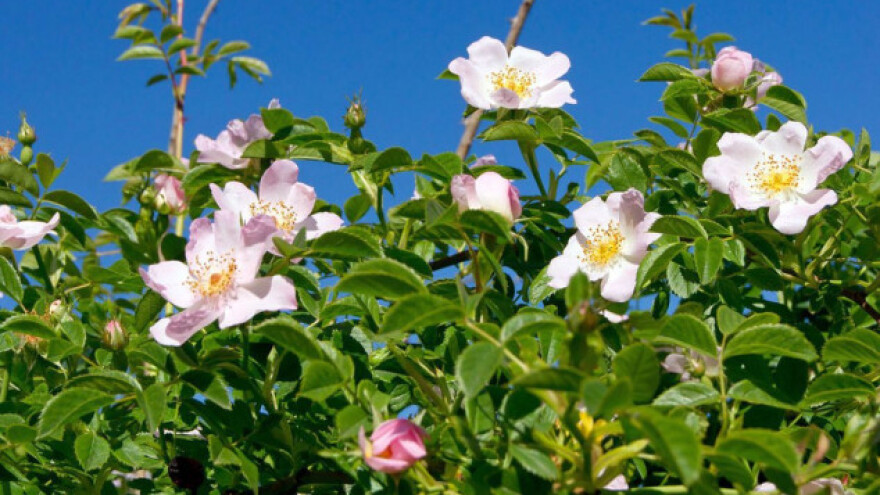 Organska ruža kao hrana
