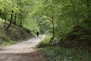 Šuma preživela ratove i klimatske promene, ali neotporna na sekiru?