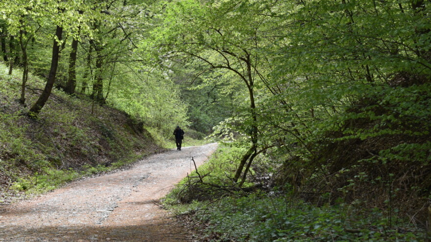 Šuma preživela ratove i klimatske promene, ali neotporna na sekiru?