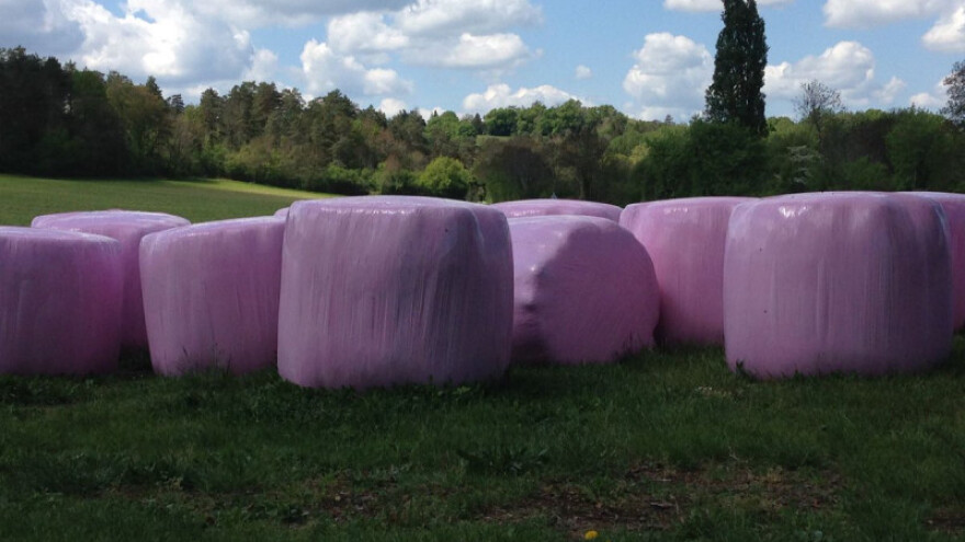 Polje osvanulo s ružičastim balama sijena!